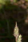 Buxbaum's sedge